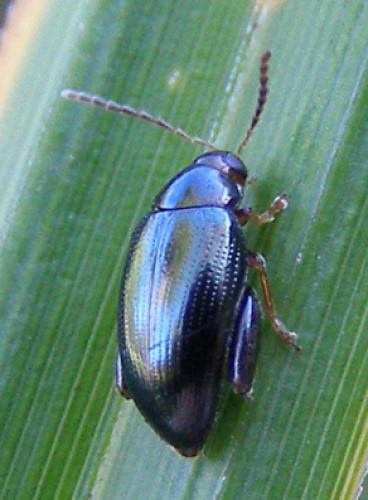 Réf. 27 065 : Psylliodes sp.