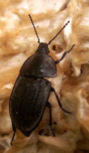 Silpha sp.