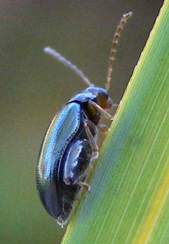 Réf. 27 066 : Psylliodes sp.