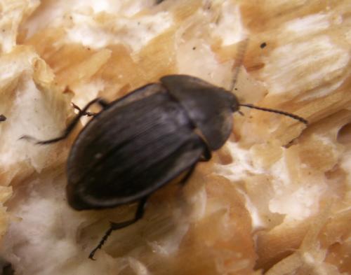 Silpha sp.