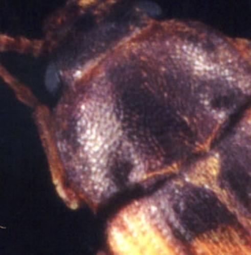 Mycetophagus multipunctatus