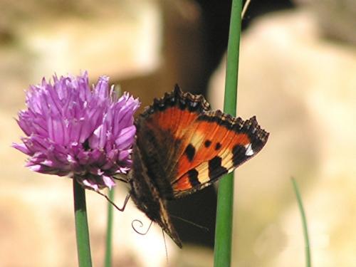 Aglais urticae