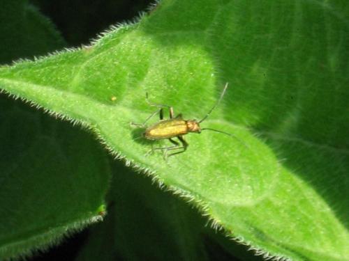Chrysanthia viridissima