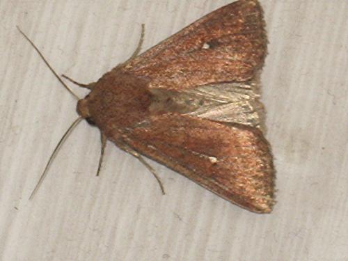 Mythimna albipuncta
