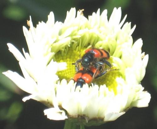 Trichodes apiarius