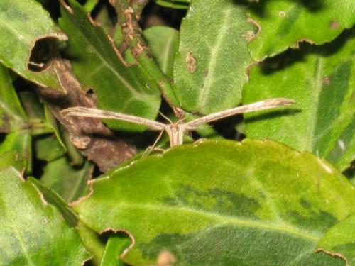 Emmelina monodactyla