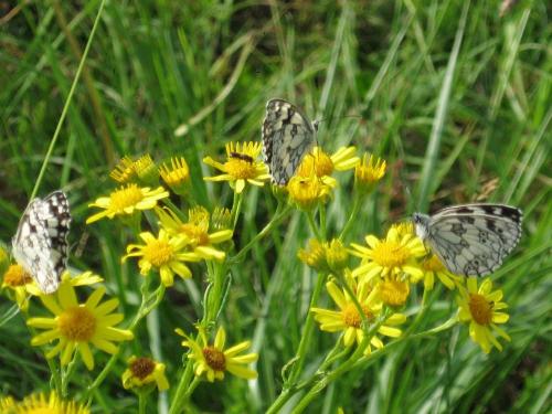 Melanargia galathea