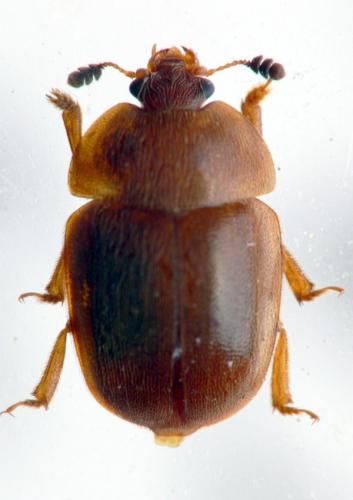 Cychramus luteus