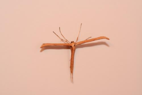 Emmelina monodactyla