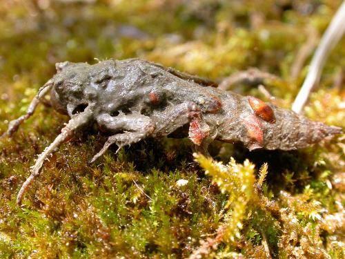 Cordulegaster boltonii