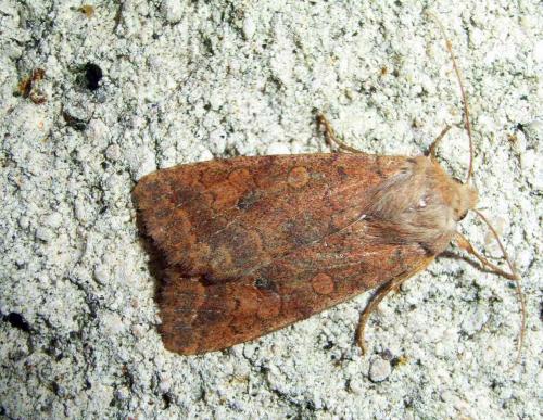 Réf. 27 138 : Agrochola circellaris