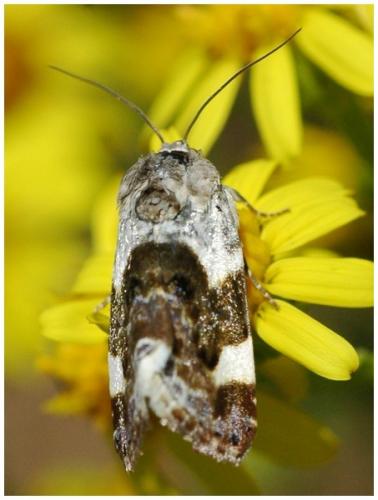 Réf. 27 254 : Acontia lucida