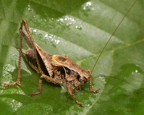 Pholidoptera griseoaptera