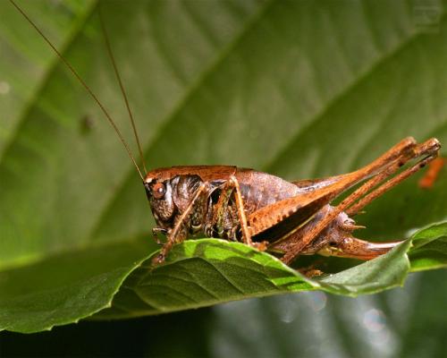 Pholidoptera griseoaptera