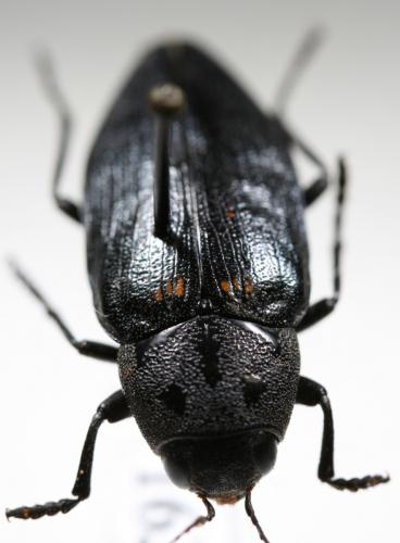 Buprestis cupressi