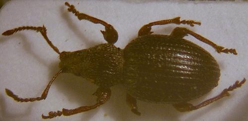 Otiorhynchus ovatus
