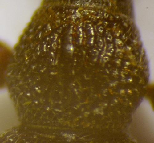 Otiorhynchus ovatus