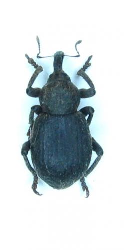 Donus globosus