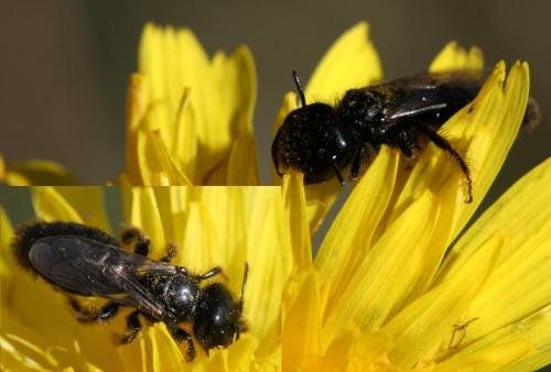 Panurgus sp.