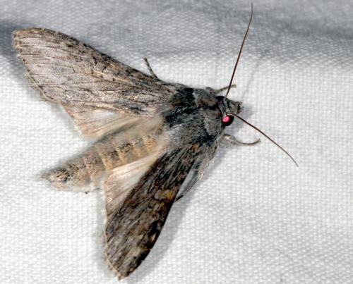 Réf. 27 883 : Cucullia cineracea