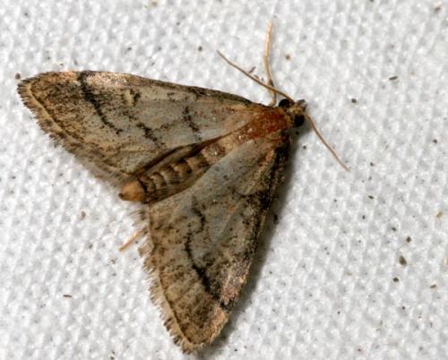 Metasia cuencalis