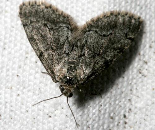 Tephronia sepiaria
