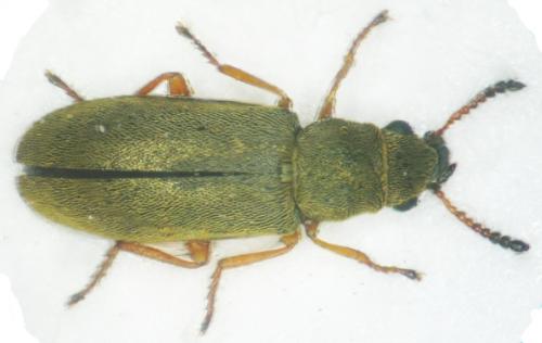 Danacea nigritarsis