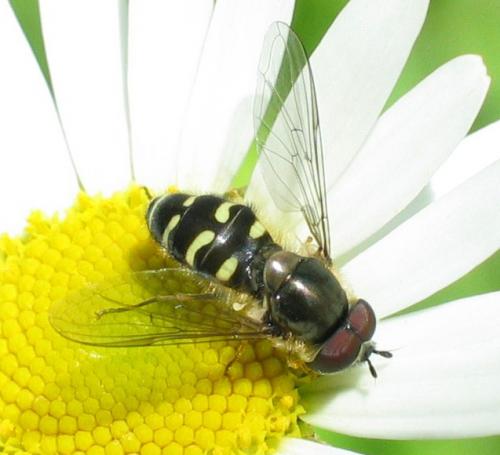 Réf. 27 723 : Dasysyrphus pinastri