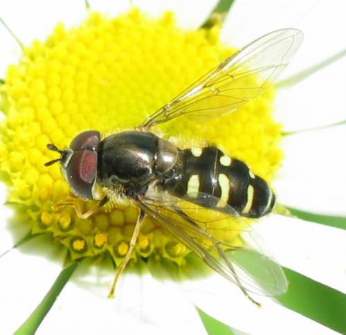 Dasysyrphus pinastri