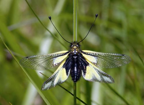 Réf. 27 880 : Libelloides coccajus