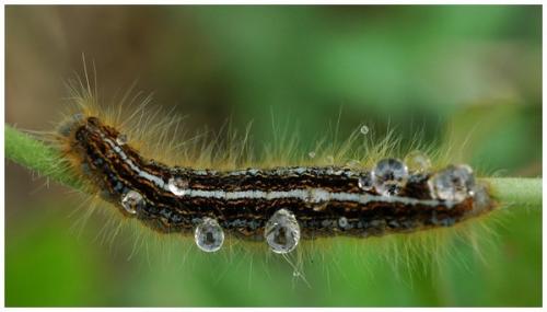 Malacosoma castrensis