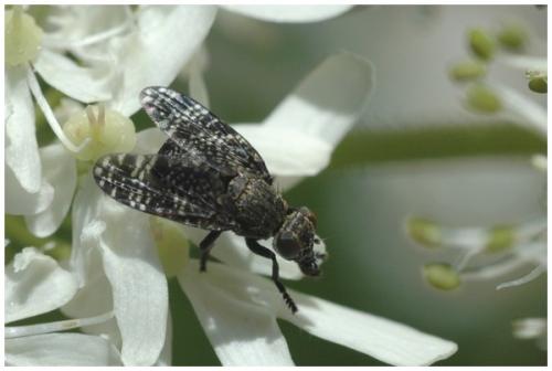 Réf. 27 377 : Platystoma seminationis