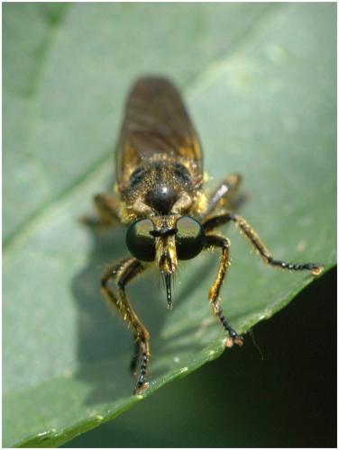 Choerades sp.
