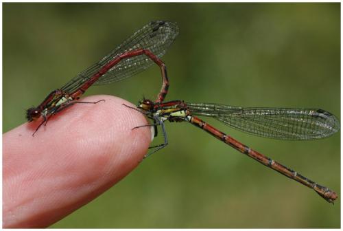 Pyrrhosoma nymphula