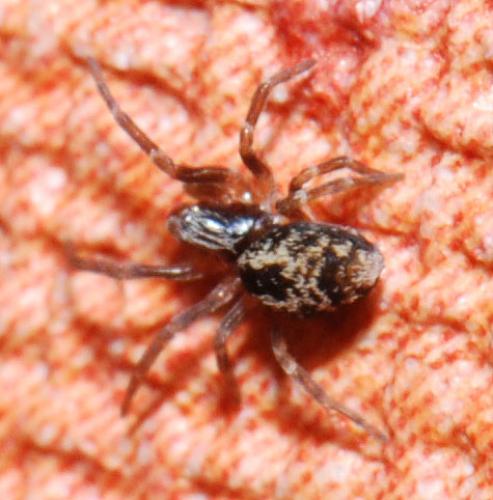 Dictyna sp.