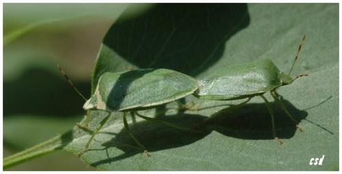 Nezara viridula