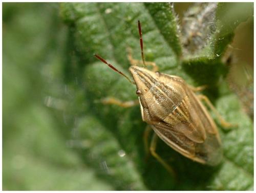 Réf. 27 256 : Aelia acuminata