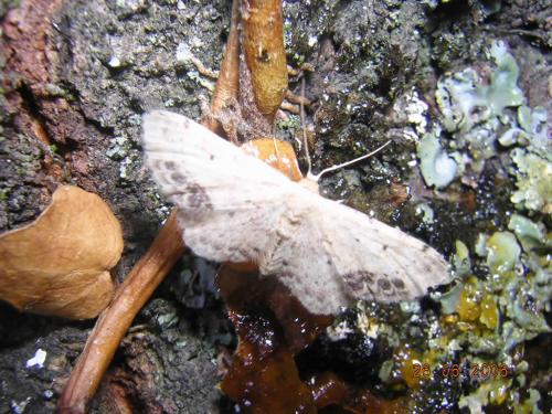 Réf. 27 368 : Idaea dimidiata