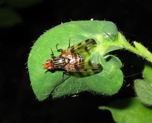 Otites porcus