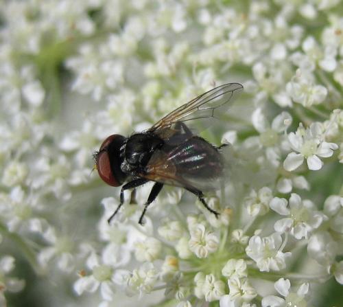 Phasia obesa