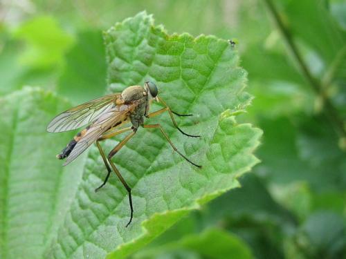 Réf. 27 444 : Rhagio tringarius