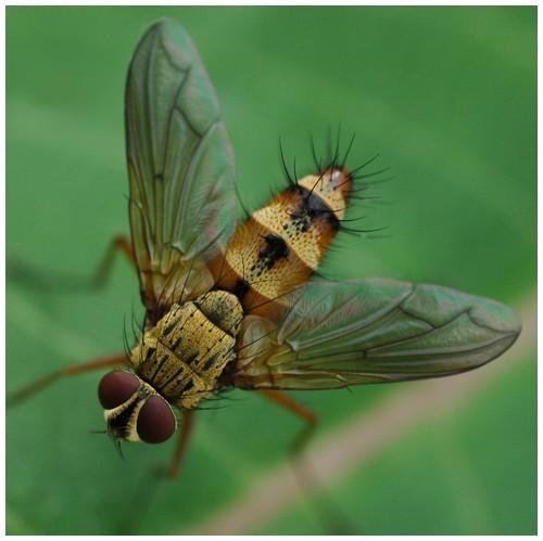 Dexia vacua