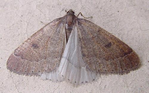 Réf. 27 912 : Theria primaria