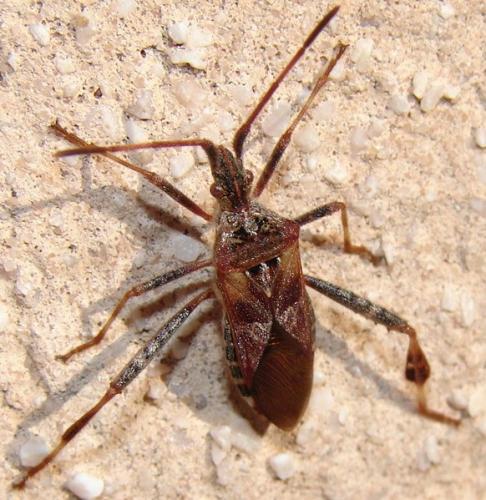 Leptoglossus occidentalis