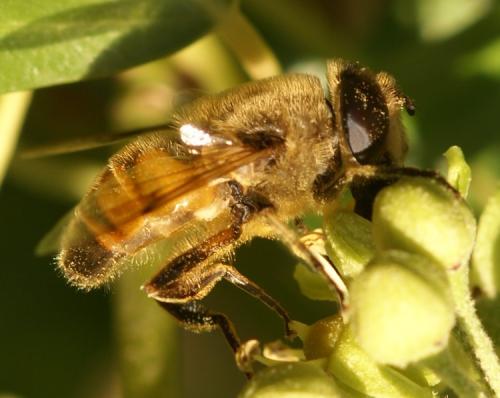 Eristalis tenax
