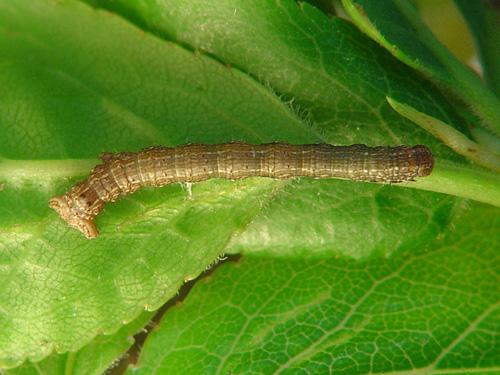 Réf. 27 117 : Agriopis sp.