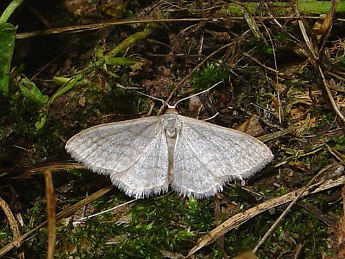 Réf. 27 075 : Idaea subsericeata