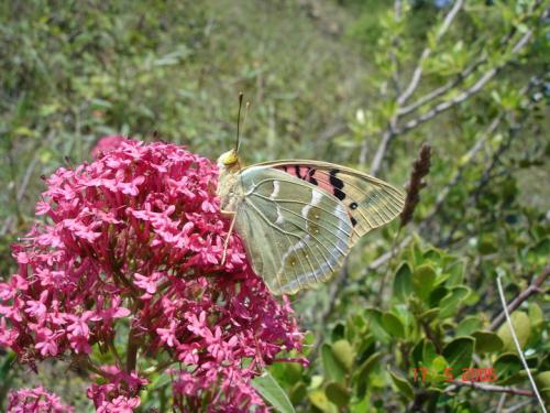 Argynnis pandora