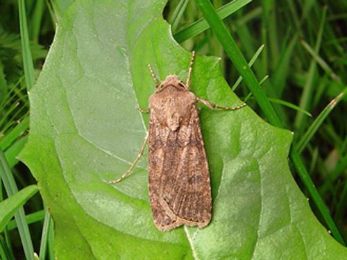 Agrotis sp.