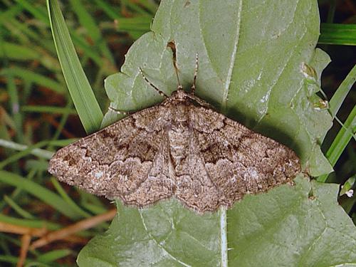 Réf. 27 939 : Peribatodes ilicaria
